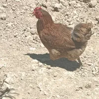 مرغ لری