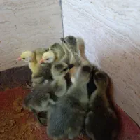 جوجه قو غاز