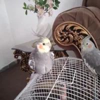 جفت عروس هلندی