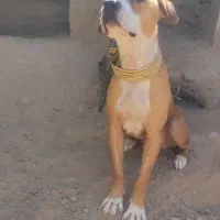 توله ۹ماهه پیتبول
