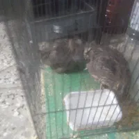 یک جفت بلدرچین بالغ