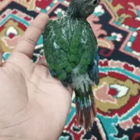 گرنچیک یلوساید