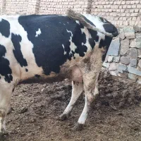 گاو|حیوانات مزرعه|کوهسرخ, |دیوار
