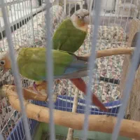 طوطی گیرینچیک