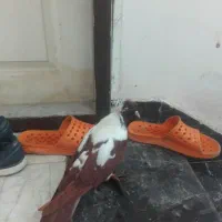 قرمزی بالا نر