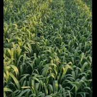 زمین-زراعتی-گندم-اجاره-ای