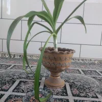 گلدان گل برگ موزی ودیفن باغیا