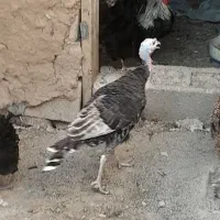 بوقلمون