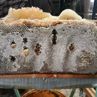 عسل گون