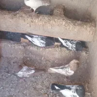 کفتر|پرنده|قوچان, |دیوار