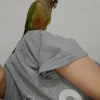 گیرینچیک گمشده دریافت مژدگانی