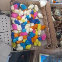 جوجه