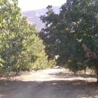 باغ-15کیلومتری-بیستون-روستای-قشلاق-علیا