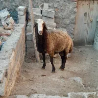 قوچ اصل دامازدخ