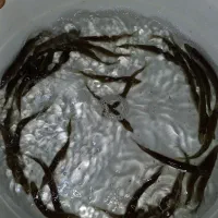 فروش و عرضه بچه ماهی کپور کوهاندار و...