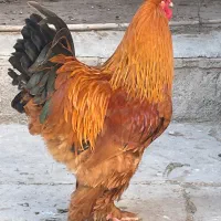 مرغ و خروس ویاندوت اصل برهما