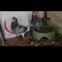 کبوتر مسابقه ای