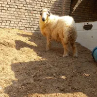 قوچ درجه یک