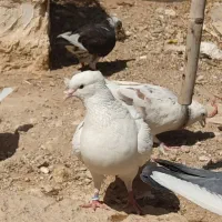 کبوتر