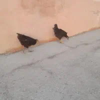 جوجه مرغ و جوجه خروس معاوضه با جوجه بوقلمون