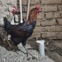 خروس جوان سالم