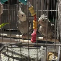 یک جفت عروس هلندی نژاد وایت فیس