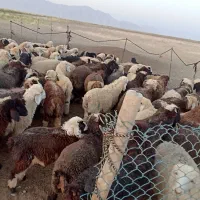 بره عشایر چاق