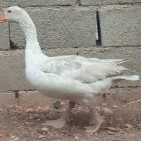 قاز فروشی