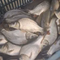 بچه ماهی کپور طلایی
