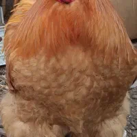 مرغ و خروس امپراطور تخم مرغ و جوجه