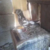 فروش کبوتر