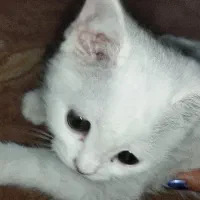 بچه گربه بریتیش