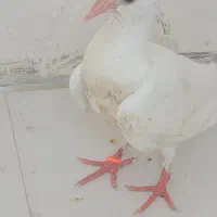 شماره تماس