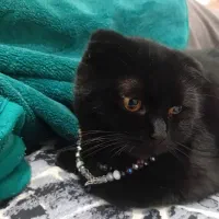 گربه اسکاتیش ماده