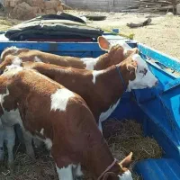 فروش انواع گوساله درجه یک