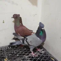 کفتر نر ماده کاکلی حسابی