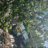۷۰۰ متر باغچه با درختان مثمر
