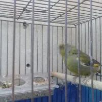 سهره سبز قناری فنچ