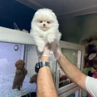 دفتر نژاد سگای اصیل و فانتزی
