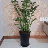 گل طبیعی