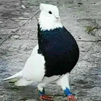 گروه