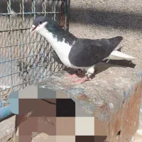 کفتر ساده دم سفید