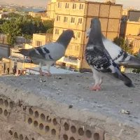 کفتر سبز