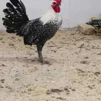 خروس