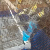 عروس هلندی یک جفت