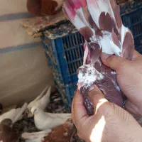 کبوتر