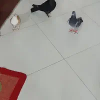 کفتر
