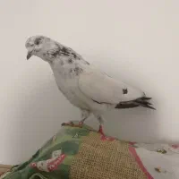 کبوتر|پرنده|کرمانشاه, |دیوار