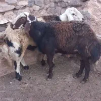 قوچ بزری