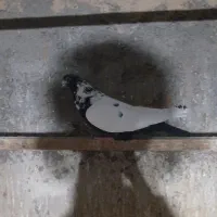 کفتر نرو ماده